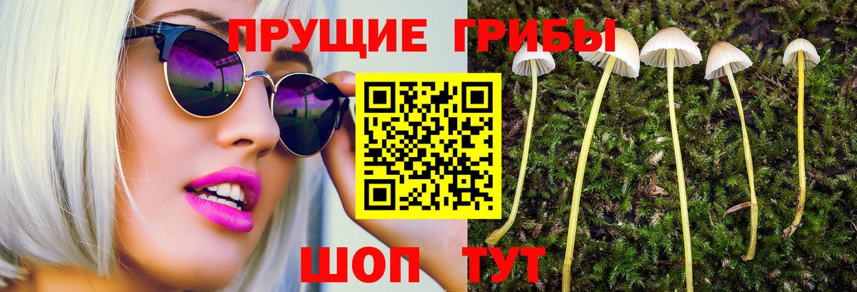 Псилоцибиновые грибы Cubensis Йошкар-Ола