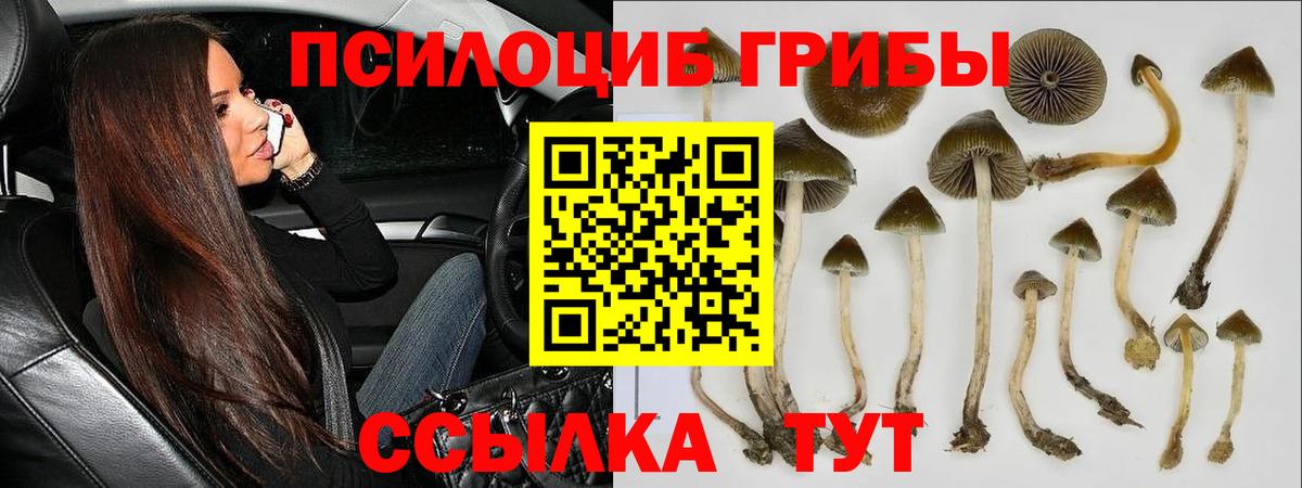сколько стоит  Вход с VPN  Йошкар-Ола  Галлюциногенные грибы Cubensis 